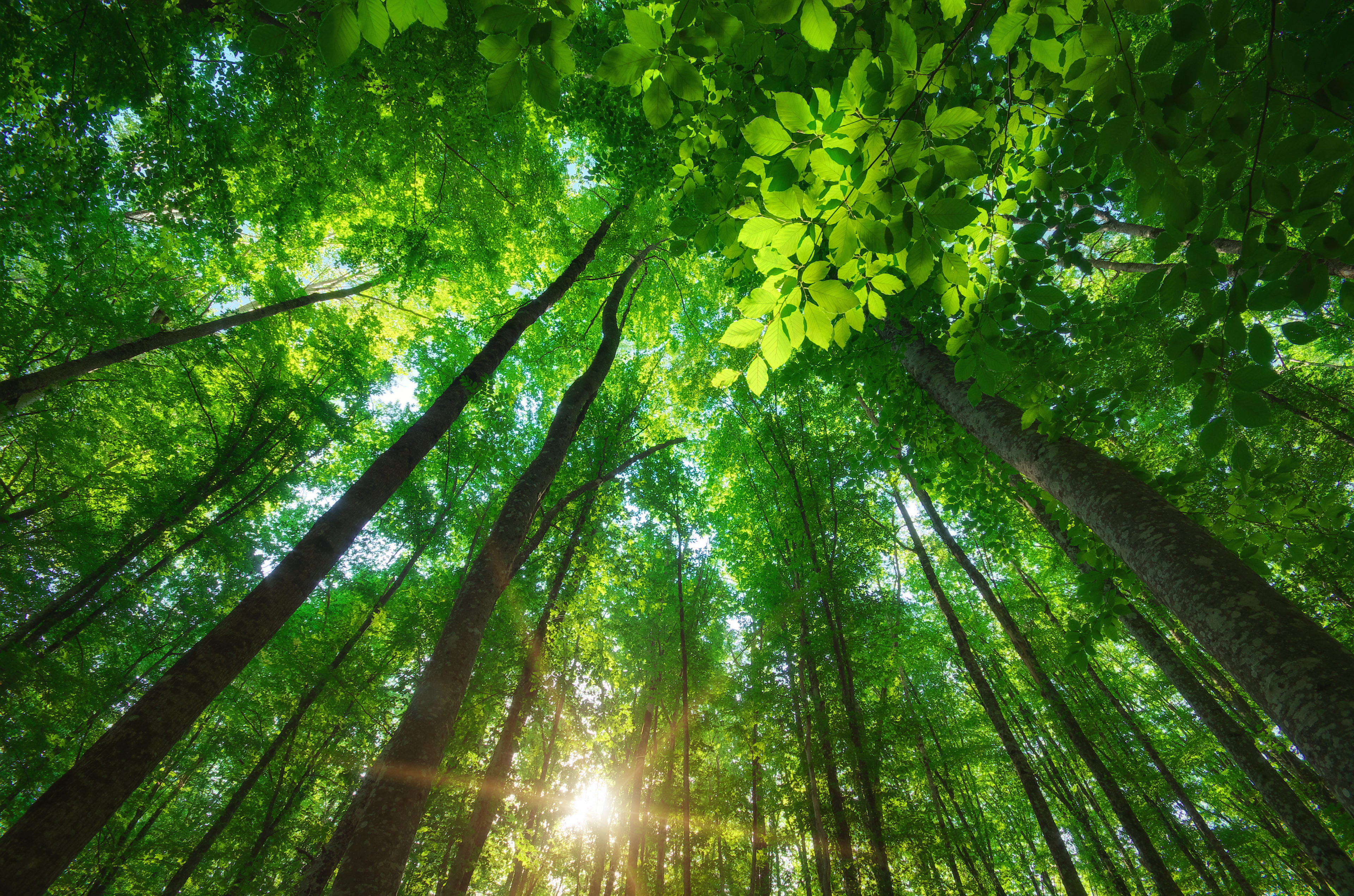 Into the forest.